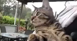 Maca je ugledala kišu prvi puta u životu i potpuno poludjela