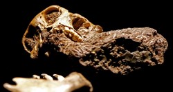 Lubanja najmanjeg dinosaura očuvana u jantaru starom 99 milijuna godina