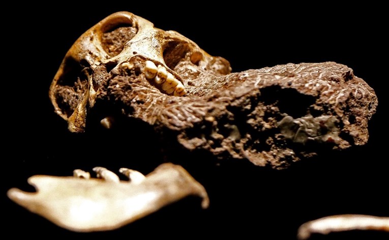 Lubanja najmanjeg dinosaura očuvana u jantaru starom 99 milijuna godina