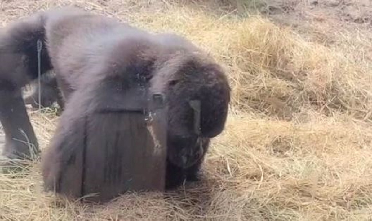 Gorilama se u stanište ušuljala zmija, njihovu reakciju pogledalo 10 milijuna ljudi