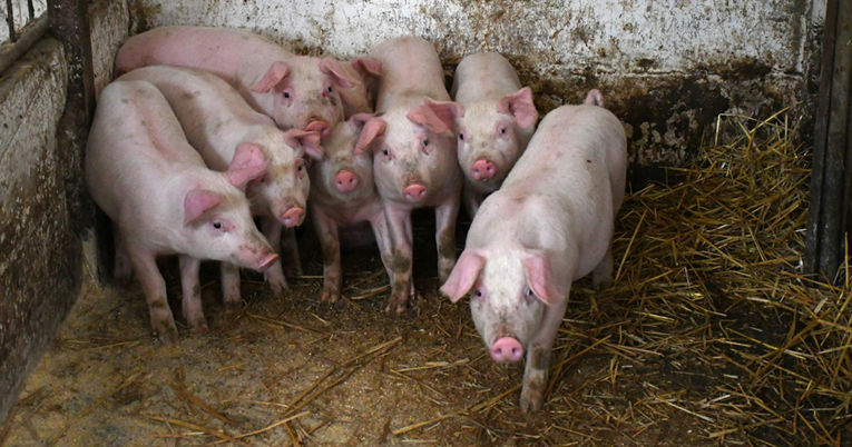 Svinjogojac: U Iloku je puno novosadskih tablica jer ljudi dolaze po svinjsko meso