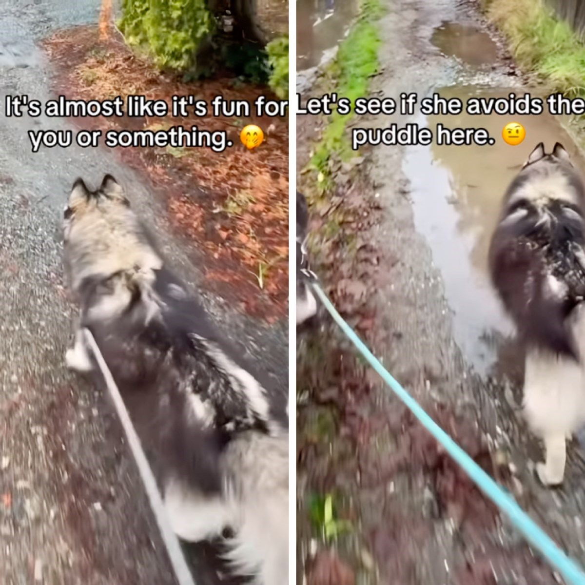 VIDEO Ženka sibirskog haskija u šetnji mora proći kroz svaku, ali baš svaku lokvu