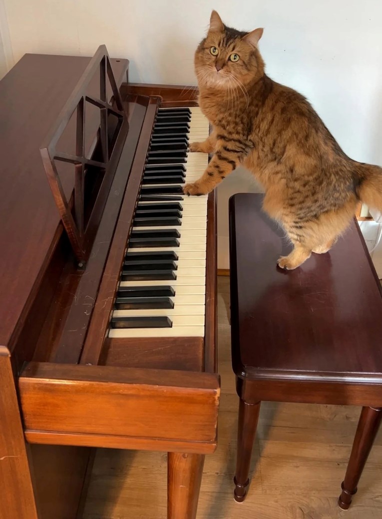 Mačka koja svira klavir i izluđuje vlasnicu postala je hit na Redditu
