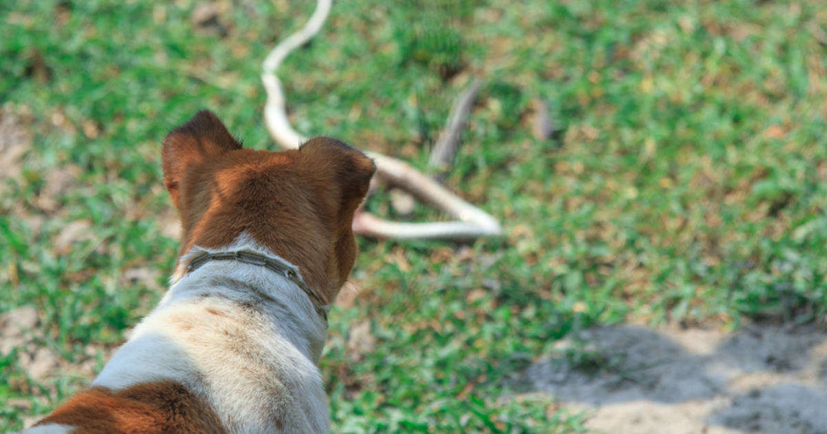 Psa iz Zagreba ugrizla otrovna zmija, traje akcija spašavanja: "Trebamo donora"