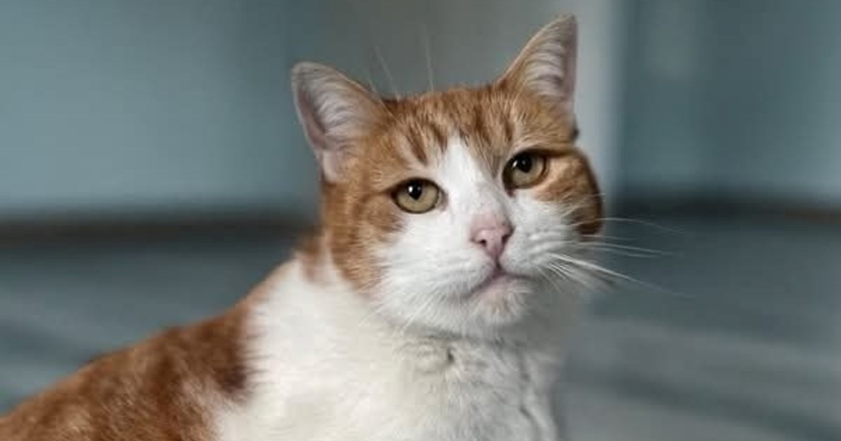 Mila i slatka Tillie traži dom i svoje ljude. Pomozimo joj da ne mora dugo čekati