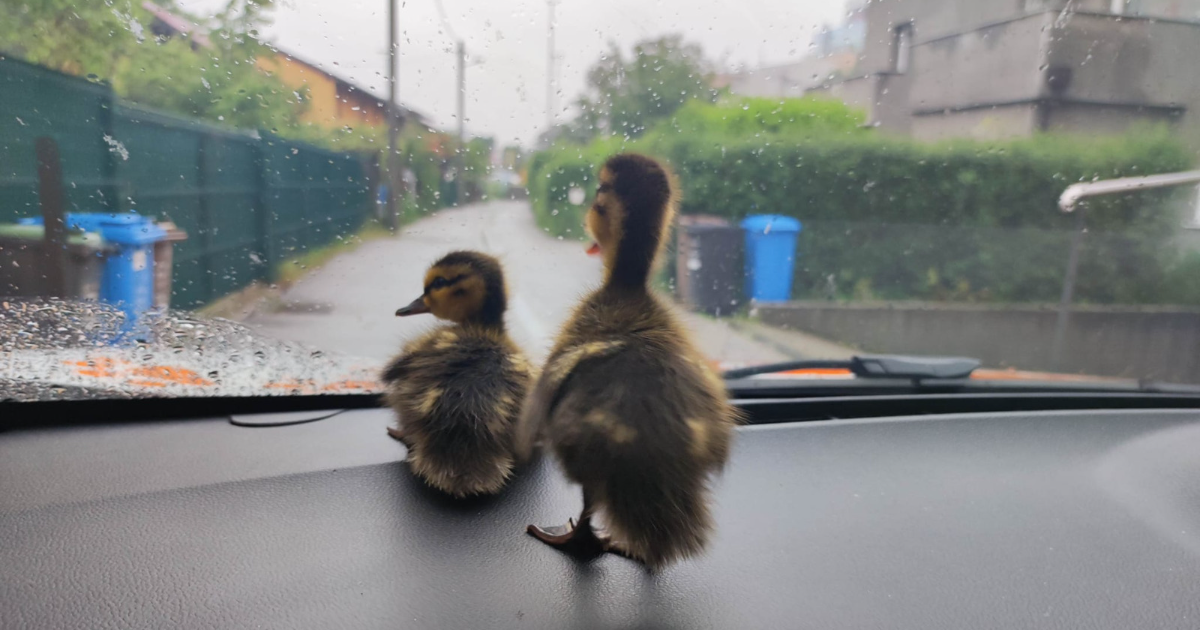 Iza ovih ljupkih fotografija krije se tužna priča. Dva su pačića ostala bez majke