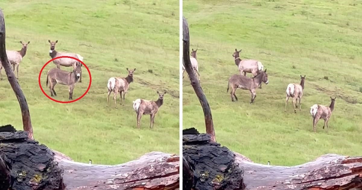 Nestali magarac pronađen nakon pet godina u krdu jelena