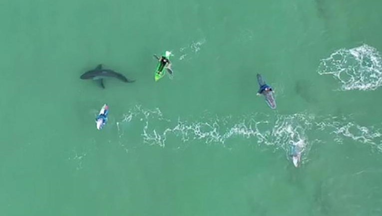 Dron otkrio koliko su blizak susret surferi imali s velikom bijelom psinom