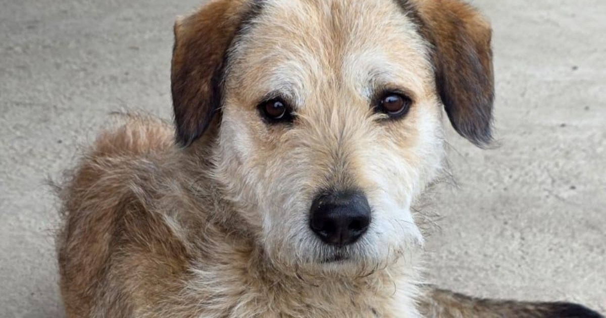 Princ traži obitelj koja će mu pružiti siguran dom pun ljubavi, pomozimo mu