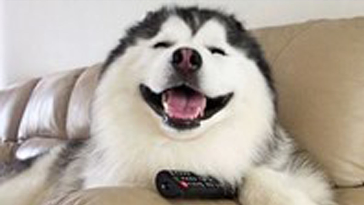 Samo jedan pogled na haskijev osmijeh je dovoljan da osjetite njegovu sreću