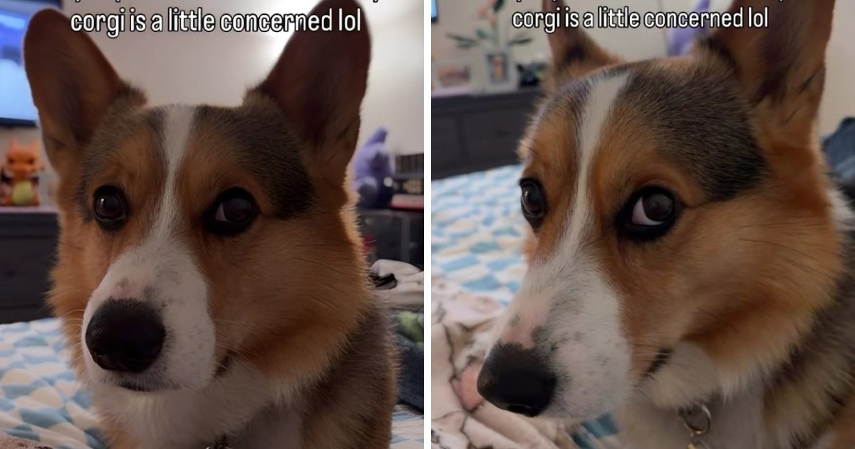 Urnebesna reakcija korgija na vlasnicu s maskom postala je hit 😅