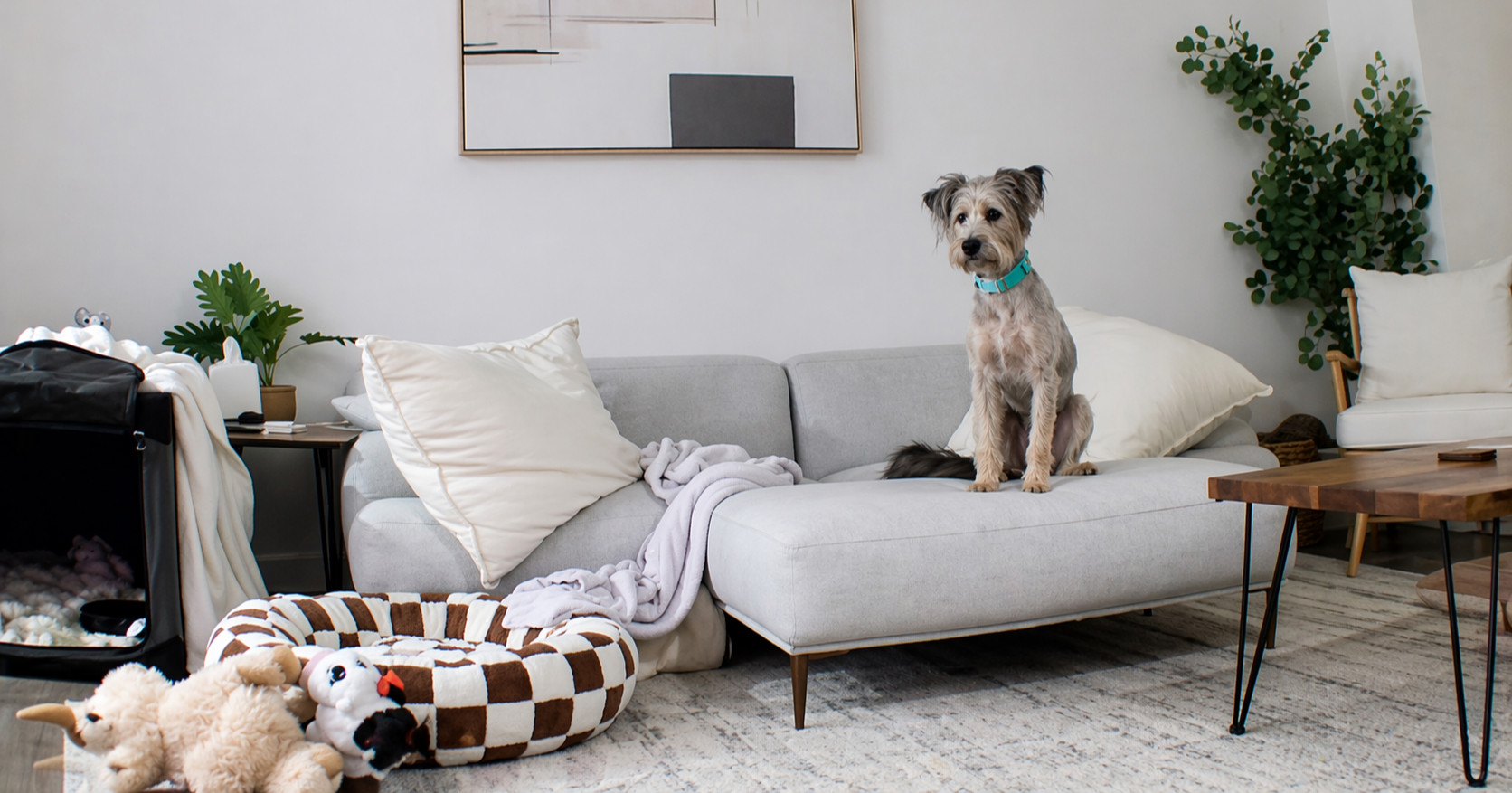 Udomljeni pas prvi put sam izvan kaveza, ljudi plaču zbog onoga što je učinio