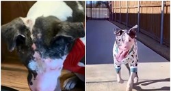 Pas s teškim deformitetom pronašao utočište, konačno su shvatili što mu je