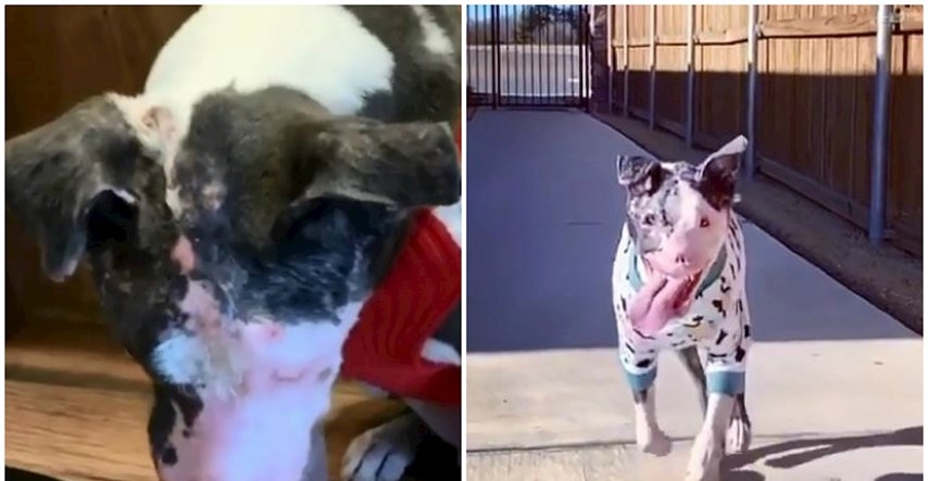 Pas s teškim deformitetom pronašao utočište, konačno su shvatili što mu je