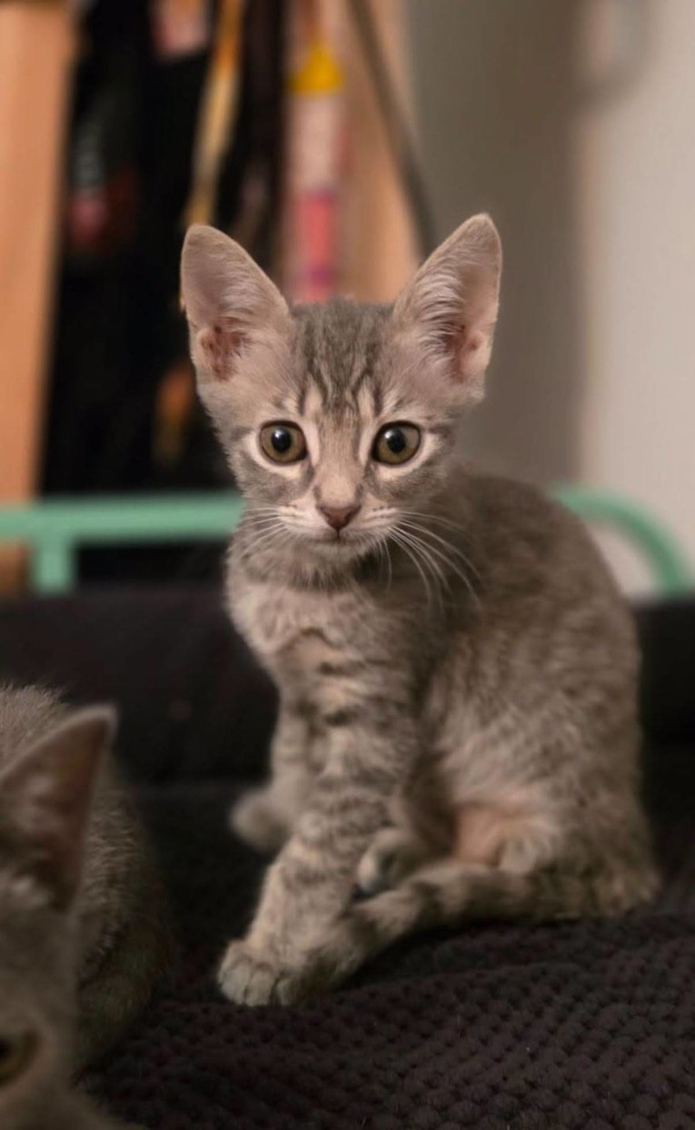 Umiljati dvomjesečni mačić Tiger traži stalni dom