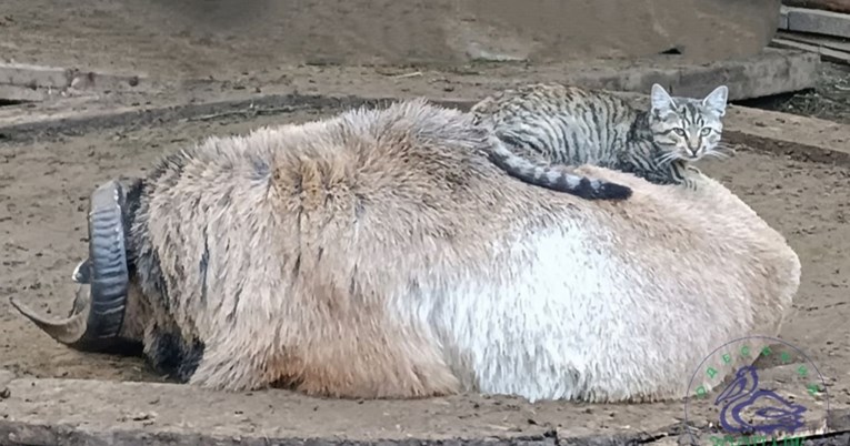 Mačka i ovca izabrane za par godine u ukrajinskom zoološkom vrtu