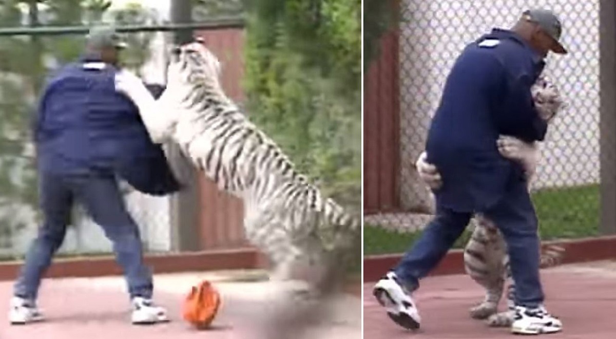 Pojavio se 23 godine star video Mikea Tysona u kojem se hrva s tigrom