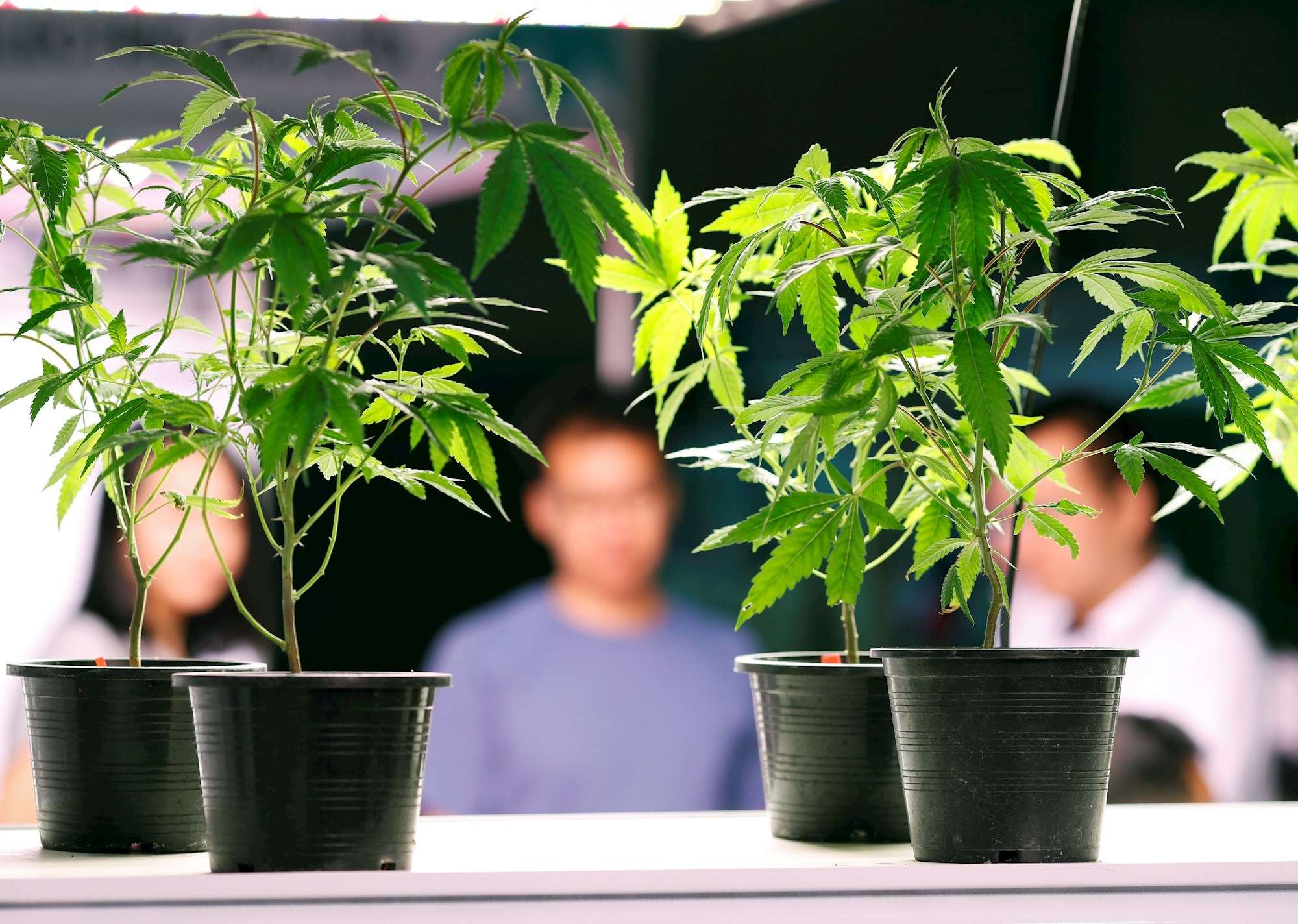 Slovenija će legalizirati marihuanu? Četiri biljke po osobi i sedam grama u džepu
