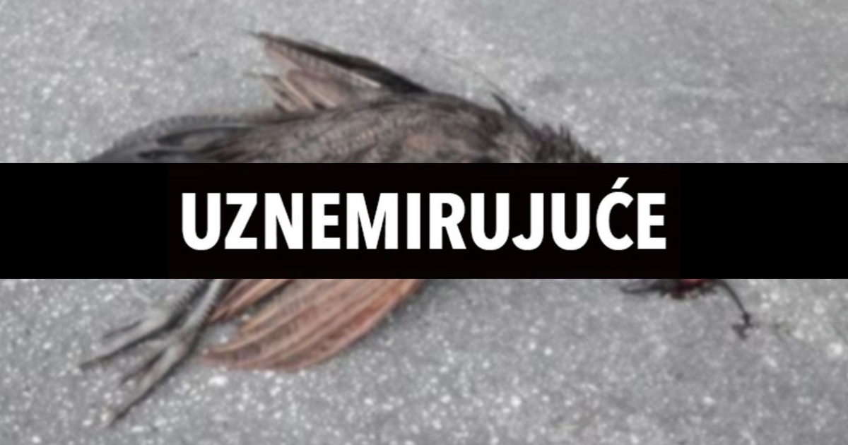 U Splitu pregažena tri pauna: "Da vam srce stane kad vidite kako ga paunica budi"