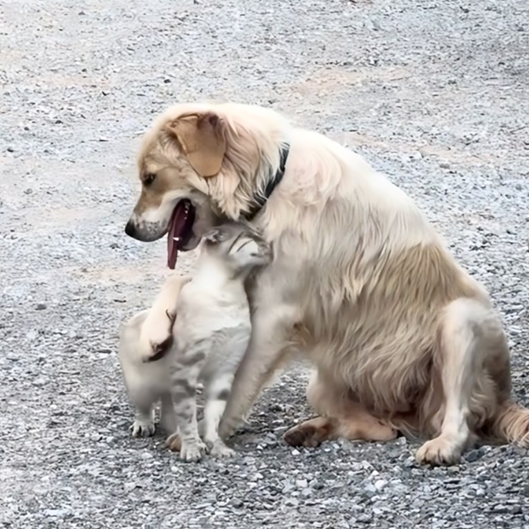 Pas i mačka ne mogu skinuti šapice jedno s drugoga