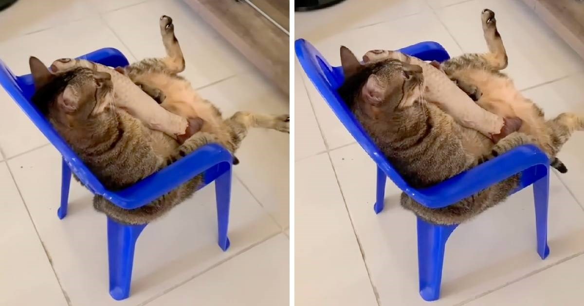 5.5 milijuna pregleda: Mačak se zavaljao u stolac i gleda Kralja lavova