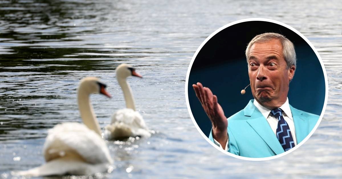 Nigel Farage tvrdi da rumunjski imigranti jedu labudove iz parkova. To je laž