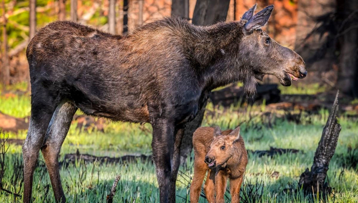 Muškarca na Aljasci ubila ženka losa. Pokušavao je fotografirati njenu mladunčad