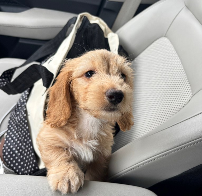 Jazavčar postao hit zbog taktike koju koristi kada se umori od šetnje