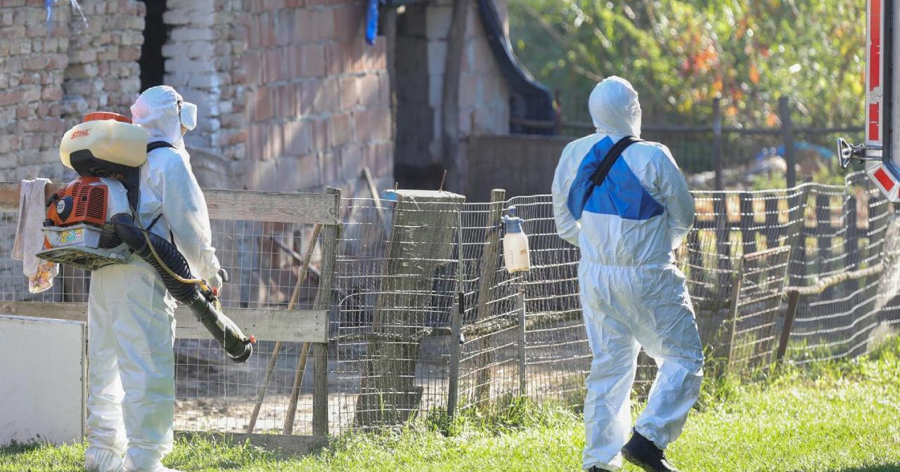 Svinjska kuga izbila u Mađarskoj. Sedam naselja u Hrvatskoj pod nadzorom
