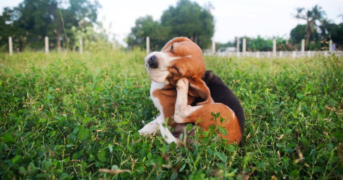 Buhe i krpelji: Ključni propusti u prevenciji koji mogu naštetiti ljubimcu