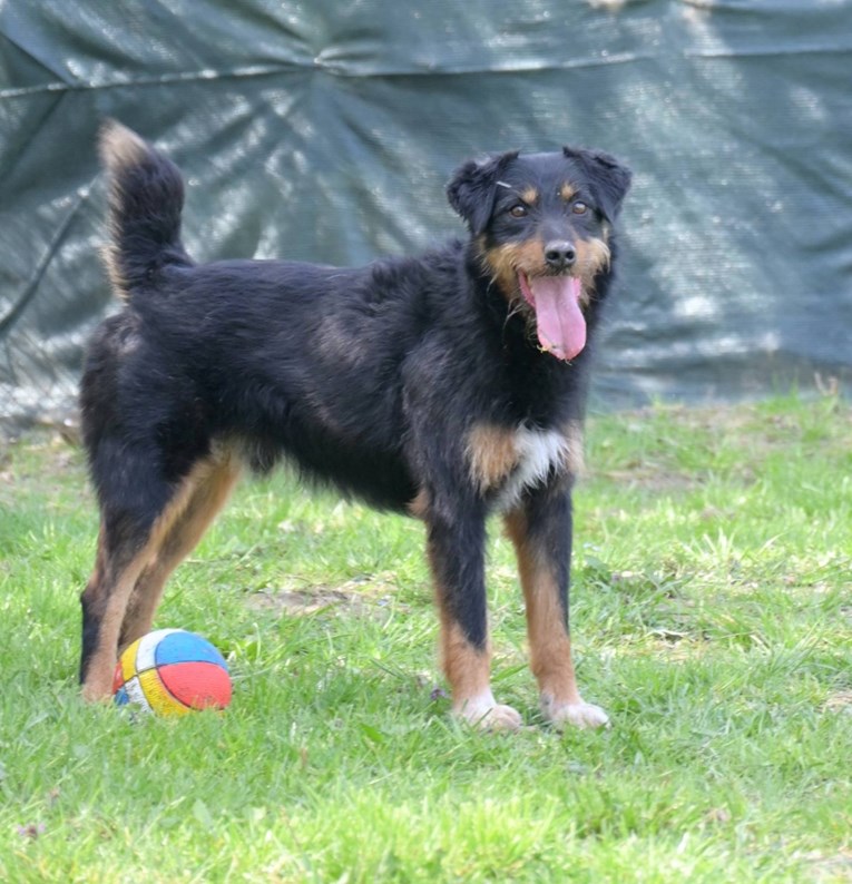 Campi već četiri godine čeka udomitelje, pomozimo mu da pronađe sreću