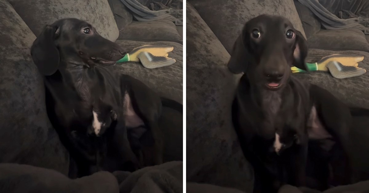 Vlasnica jazavčaru rekla "ne", njegova dramatična reakcija će vas nasmijati