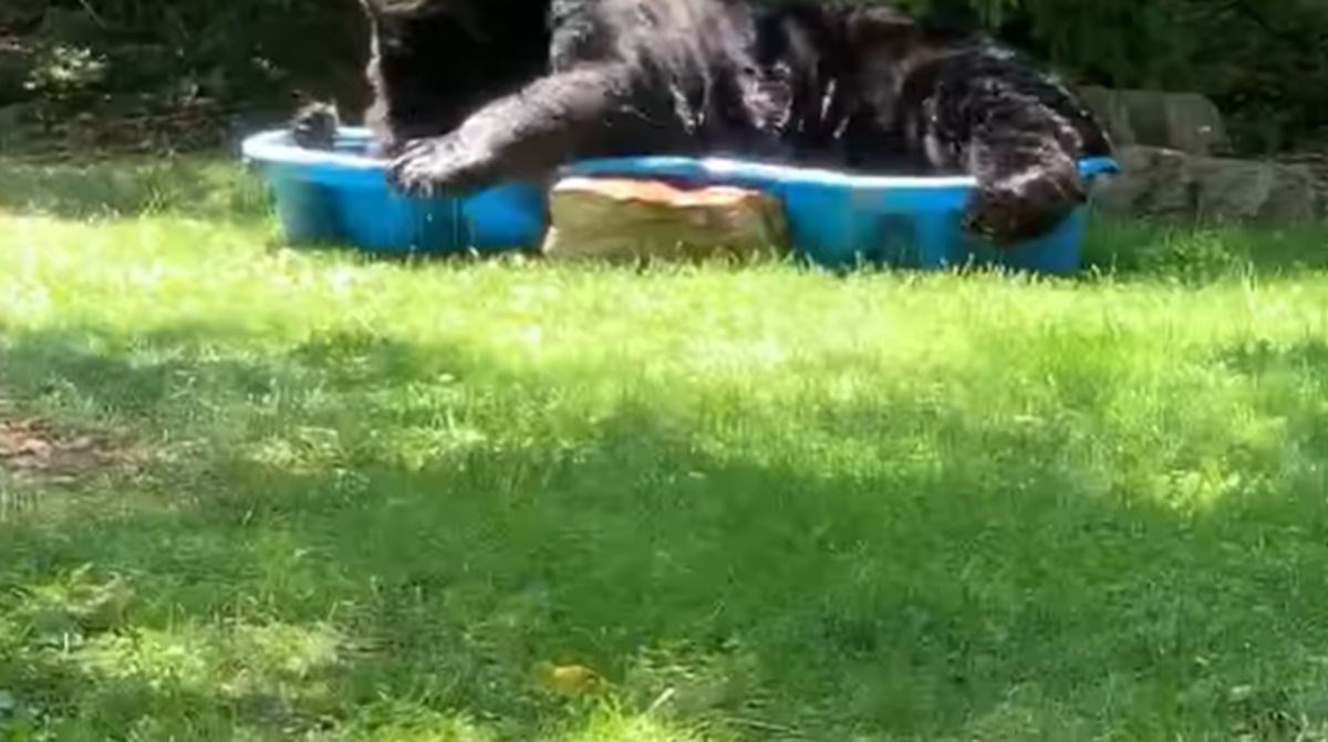 Žena nije mogla vjerovati što je zatekla u bazenu: "Ovo je najveći kojeg sam vidjela"