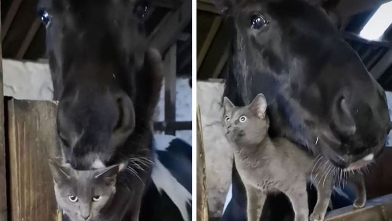 Način na koji se mačka i konj pozdravljaju hit je na internetu: "Pravi prijatelji"