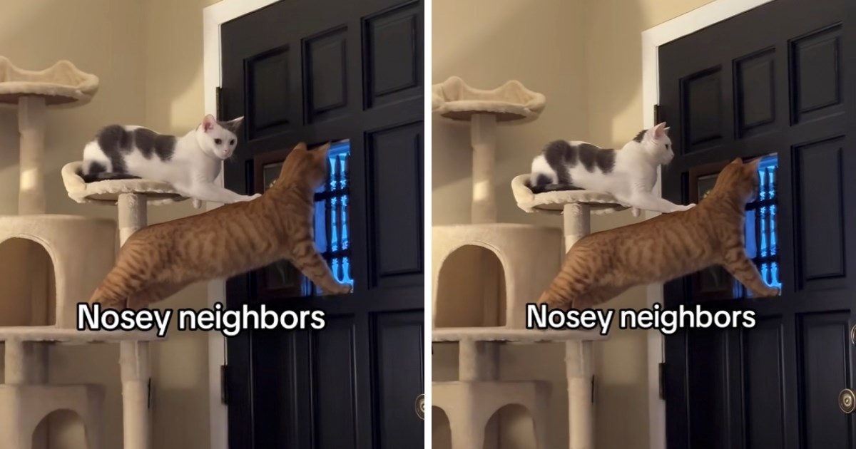 Mačke na straži: Vlasnica ih uhvatila kako prate zbivanja iz susjedstva