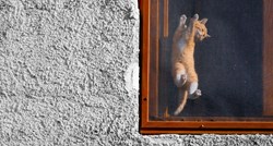 Simpatični mačić iz Ljubuškog smislio je zanimljivu igru na prozoru