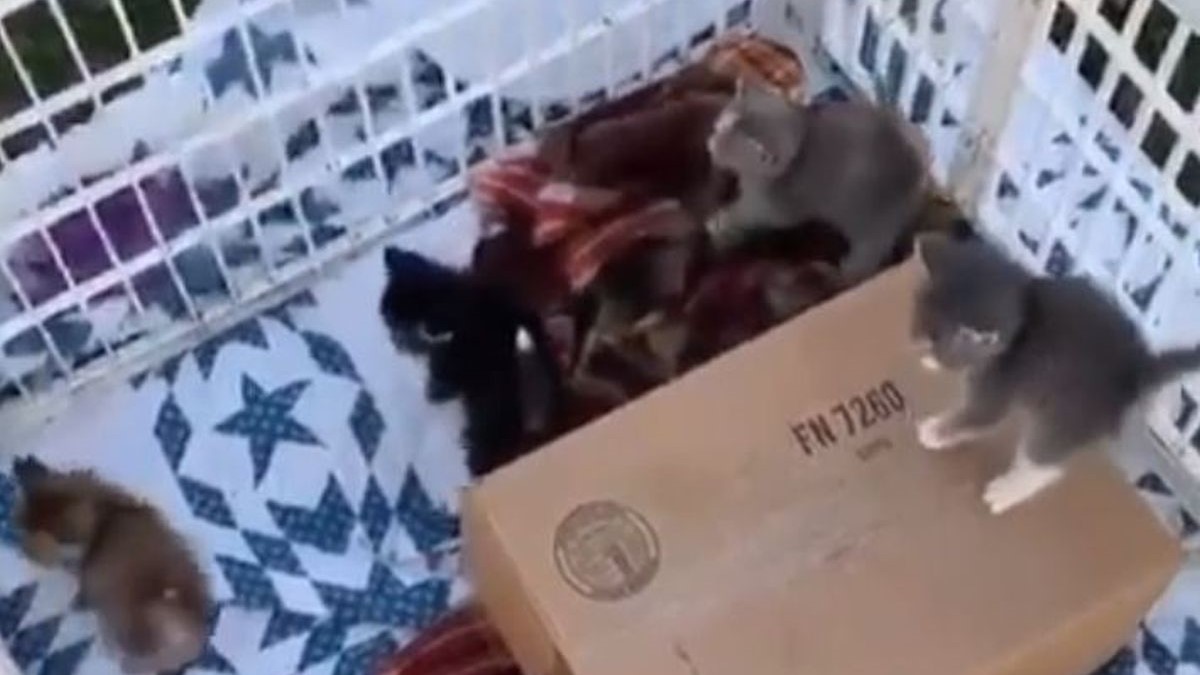 Reakcija mačića na psa koji trči oko njihova kaveza nasmijala je internet