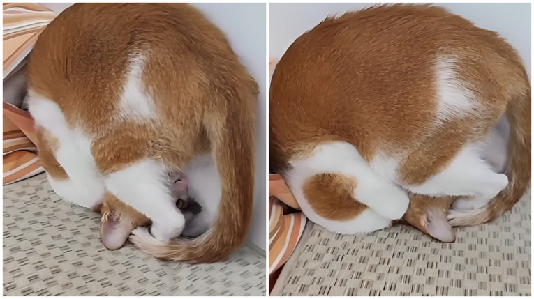 Ovaj video je dokaz da su mačke male čudakinje. Ali obožavamo ih