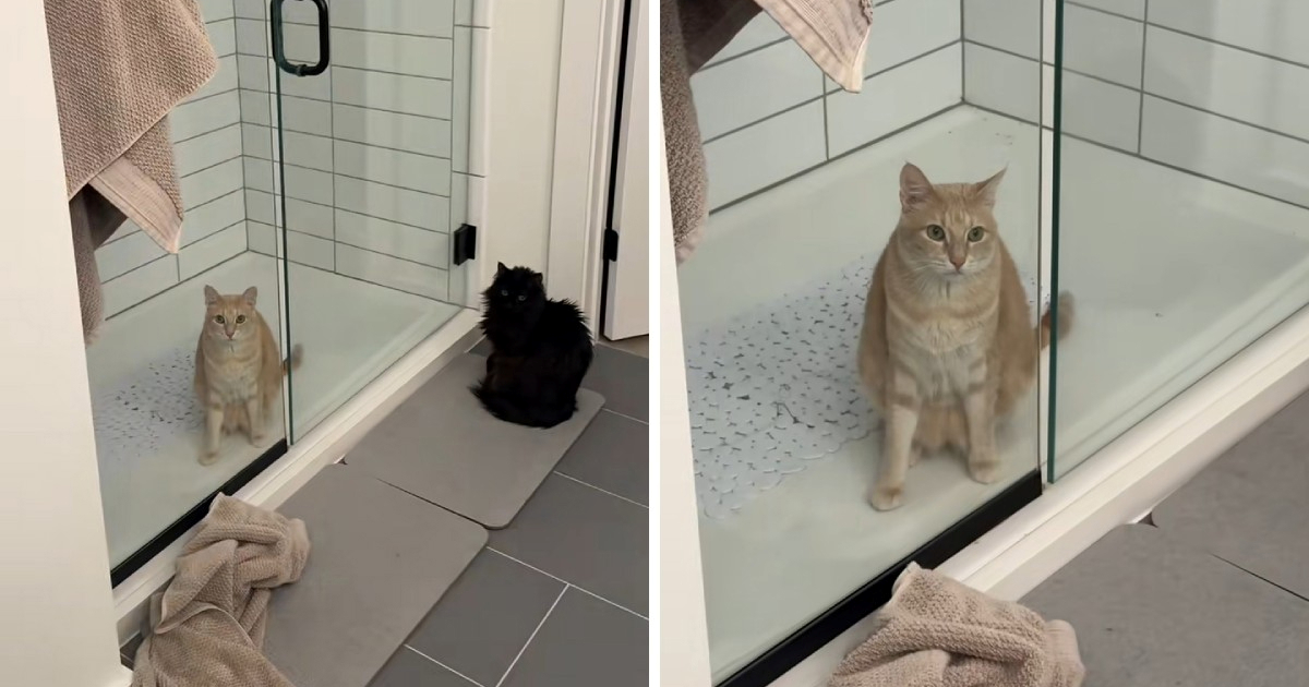 Žena primijetila da su njene mačke neuobičajeno tihe, evo kakav ju je prizor dočekao