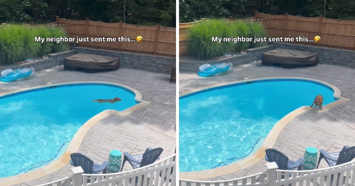 Zlatni retriver se iskrao i kupao u susjedovom bazenu, pogledajte slatki "zločin"