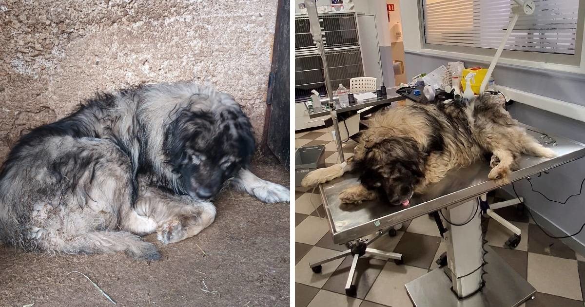 Pas heroj Shadow treba vašu pomoć nakon što je obranio djecu od vukova 🙏