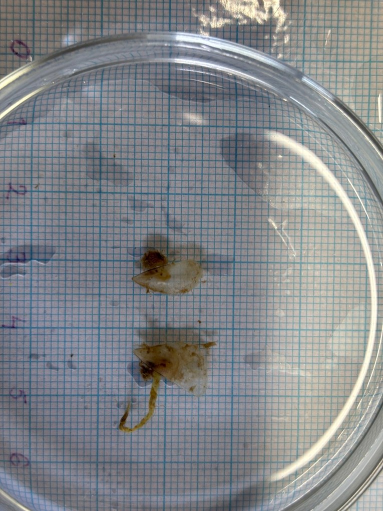 Nova nada za Jadran: U Poreču pronađene četiri mlade periske