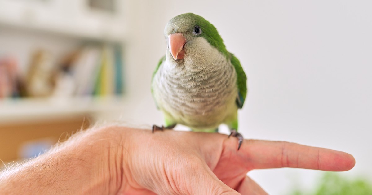 Papagaj čuo da vlasnica kašlje i odlučio je oponašati, prizor je presladak