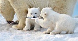 Studija: Broj polarnih medvjeda opada zbog većih emisija stakleničkih plinova