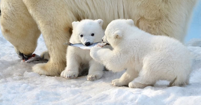 Studija: Polarni medvjedi gladuju zbog stakleničkih plinova