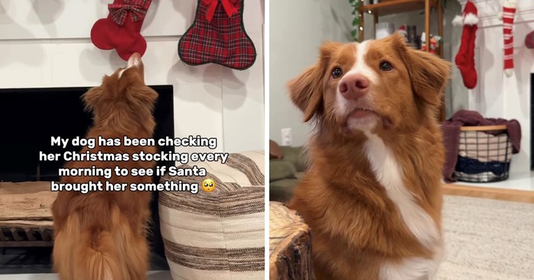Retriverica svakoga jutra provjerava svoju božićnu čarapu, video je hit