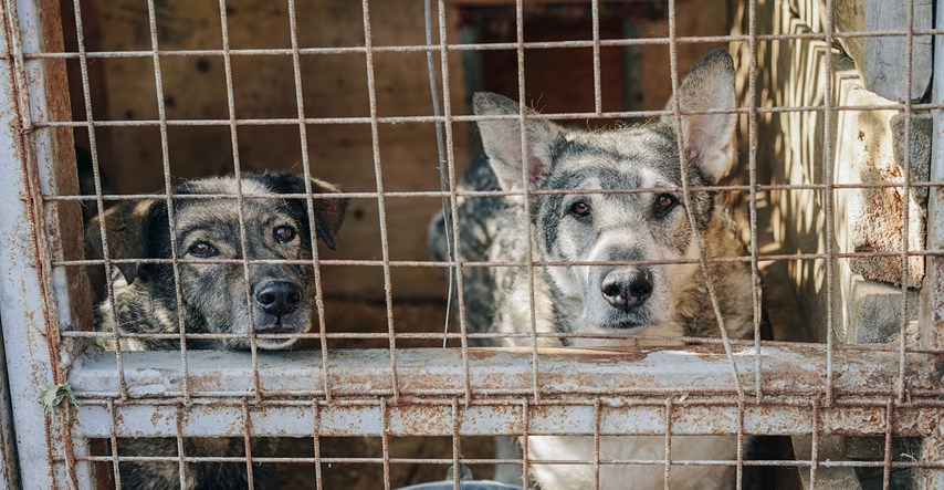 Južna Koreja uvodi zabranu psećeg mesa, vlasnici restorana ogorčeni