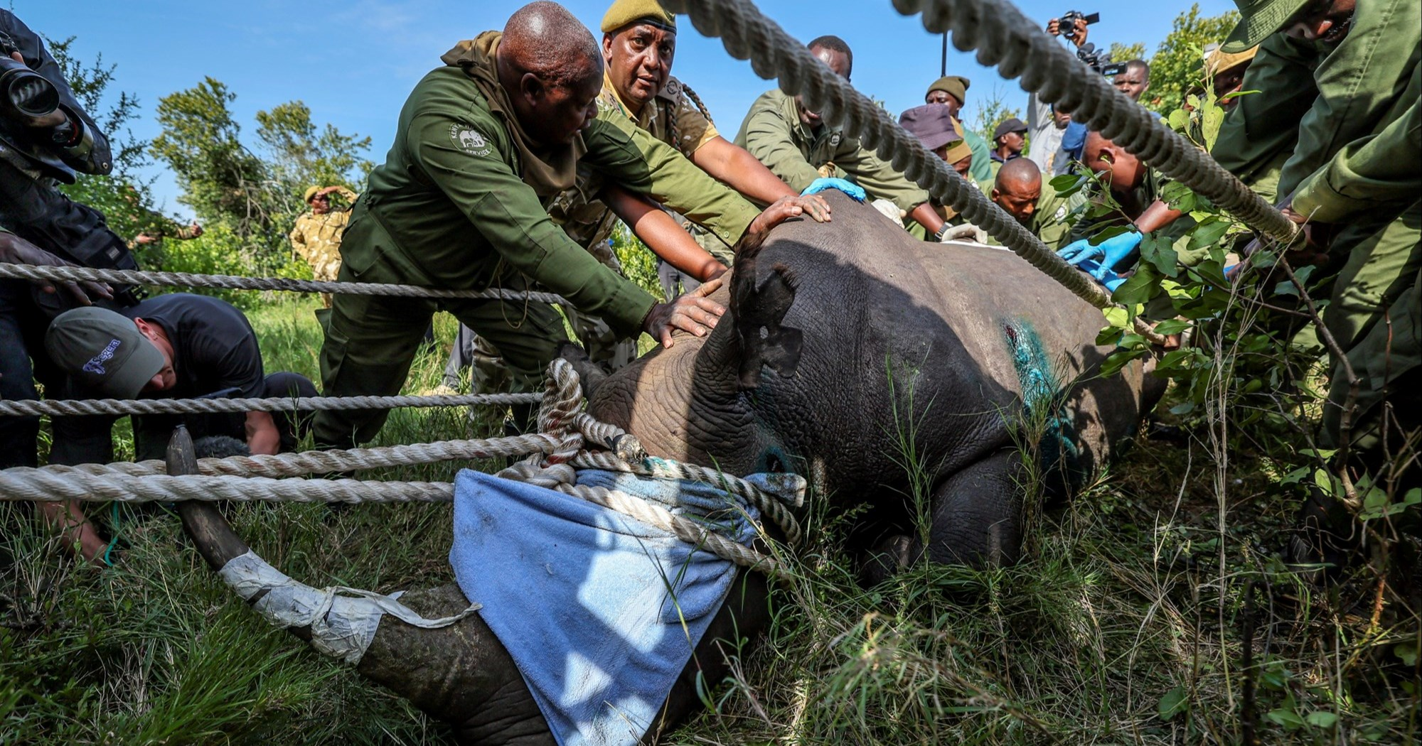 Mogu li radioaktivni rogovi spasiti južnoafričke nosoroge?