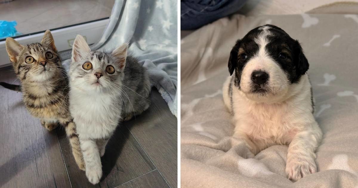 Udruga Merida moli za pomoć: "Ne možemo dalje bez vas"