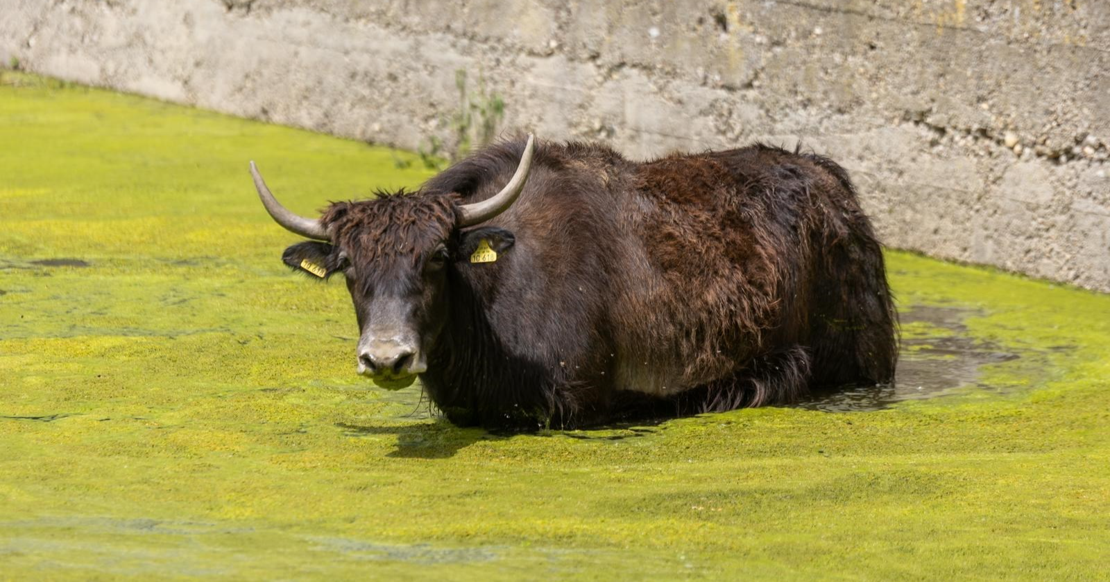 VIDEO Zbog visokog vodostaja Drave poplavljen dio nastambi u osječkom ZOO-u